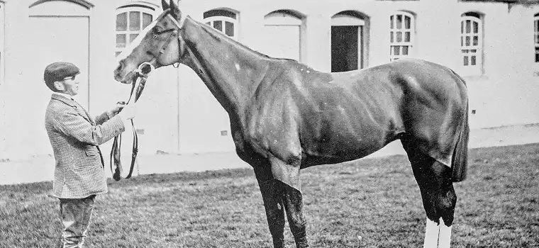 The Horse 2